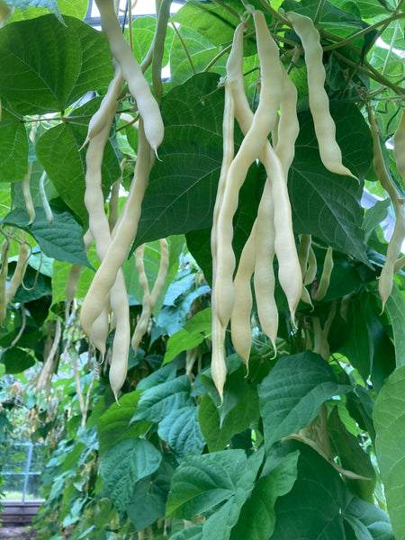 Robinsons Seed Kingston Gold Climbing French Bean Seed – Trowell Garden 