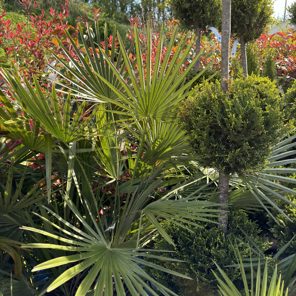 Trowell Garden Centre