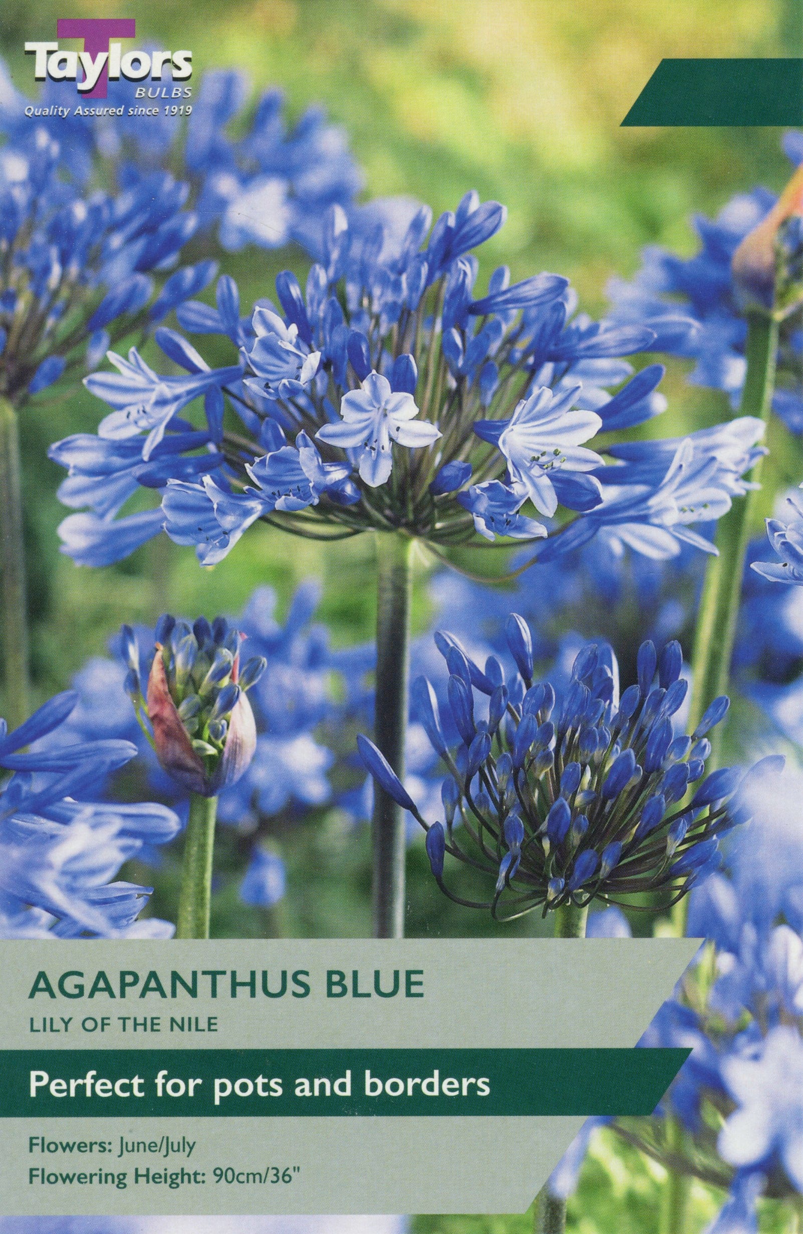 Taylors Flower Bulbs Taylors Agapanthus Blue