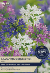 Taylors Flower Bulbs Taylors Agapanthus Collection