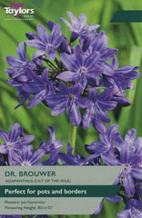 Taylors Flower Bulbs Taylors Agapanthus Dr. Brouwer