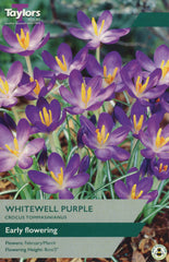 Taylors Taylors Crocus Taylors Bulbs Crocus Whitewell Purple 15 Pack