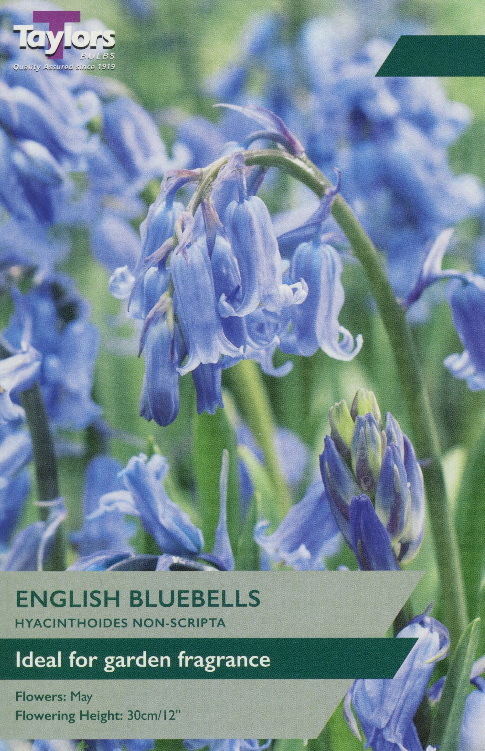 Taylors Taylors Bluebells Taylors Bulbs English Bluebells 8 pack