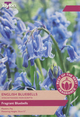 Taylors Taylors Bluebells Taylors Bulbs English Bluebells 8 pack