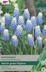 Taylors Taylors Muscari Taylors Bulbs Muscari peppermint 15 Pack