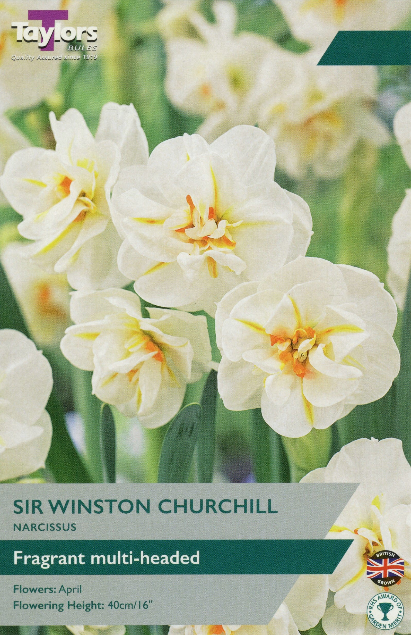 Taylors Taylors Narcissi Taylors Bulbs Narcissus Sir Winston Churchill 7 pack