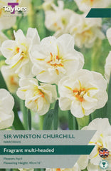 Taylors Taylors Narcissi Taylors Bulbs Narcissus Sir Winston Churchill 7 pack