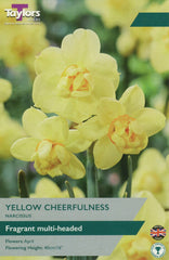 Taylors Flower Bulbs Taylors Bulbs Narcissus Yellow Cheerfulness pack of 7