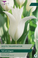 Taylors Taylors Tulips Taylors Bulbs Tulip White Triumphator 6 pack