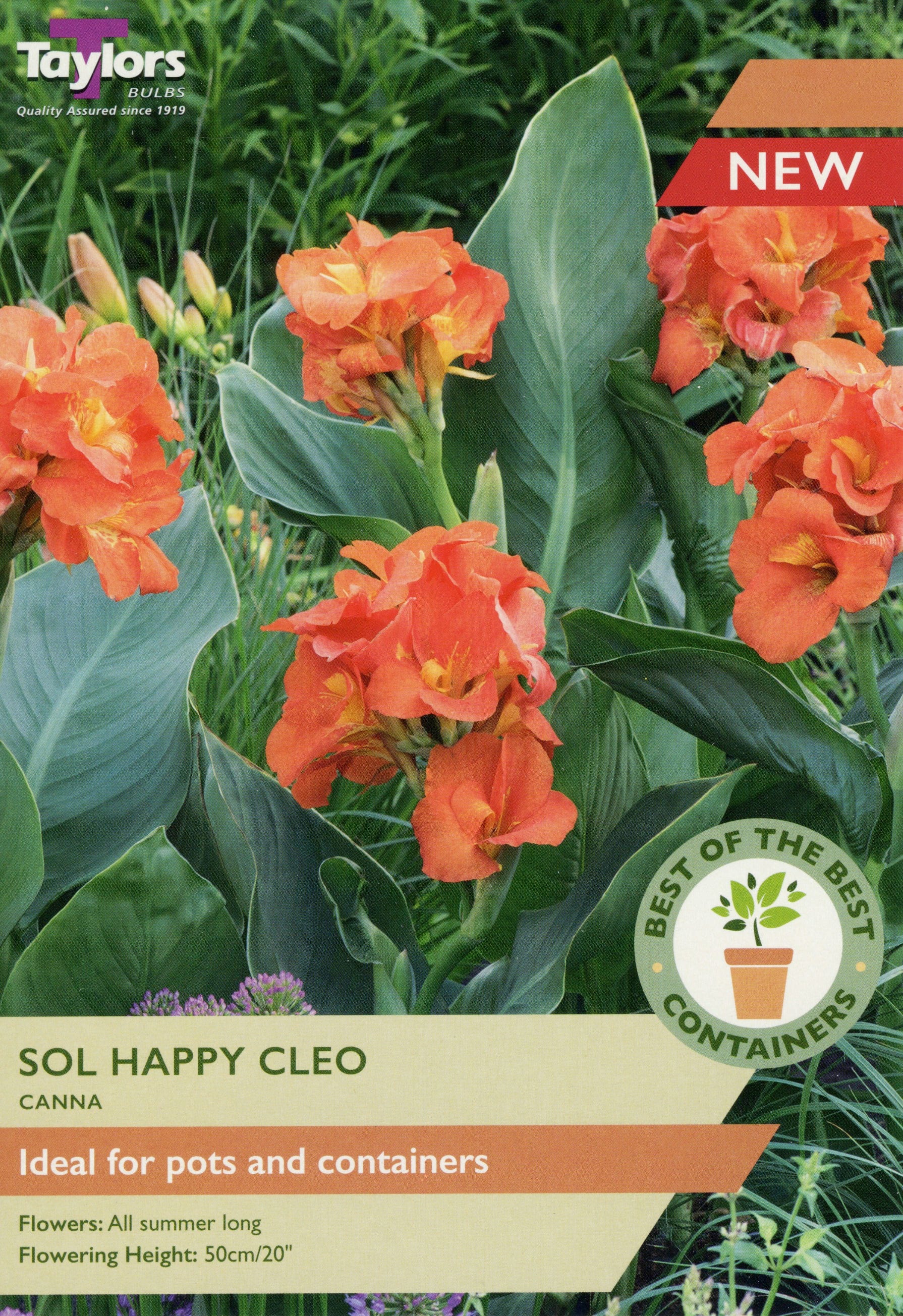 Taylors Flower Bulbs Taylors Canna Sol Cleo