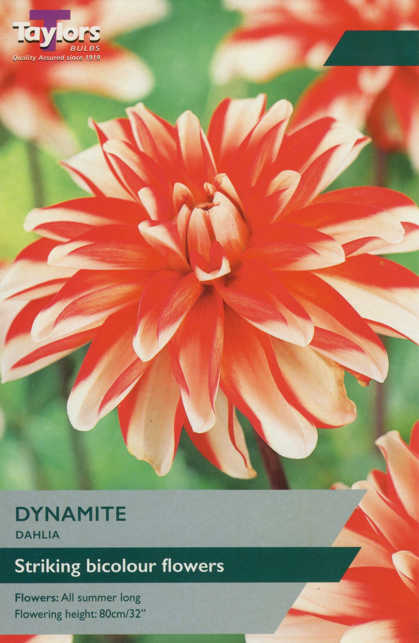 Taylors Flower Bulbs Taylors Dahlia Dynamite