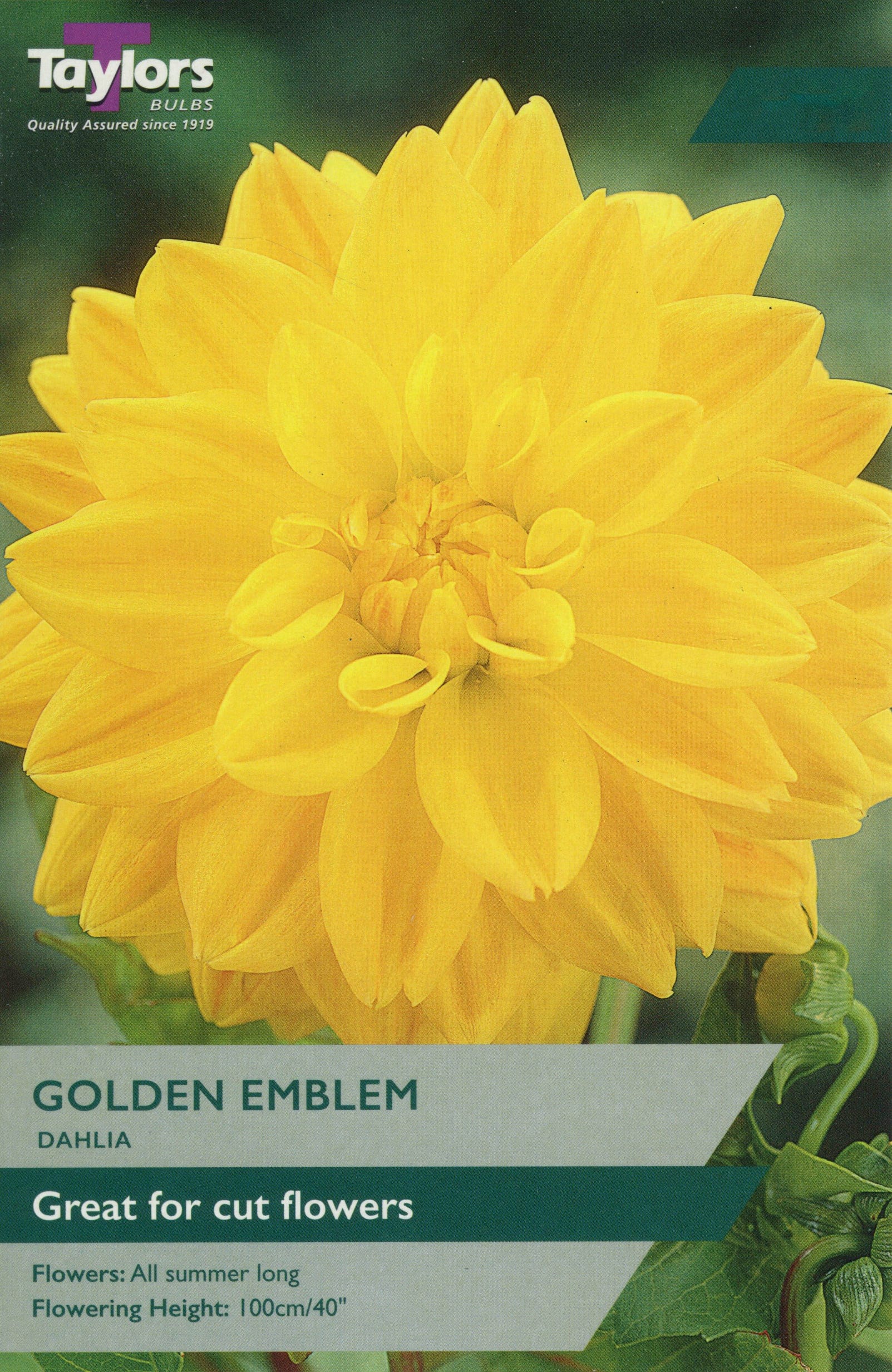 Taylors Flower Bulbs Taylors Dahlia Golden Emblem