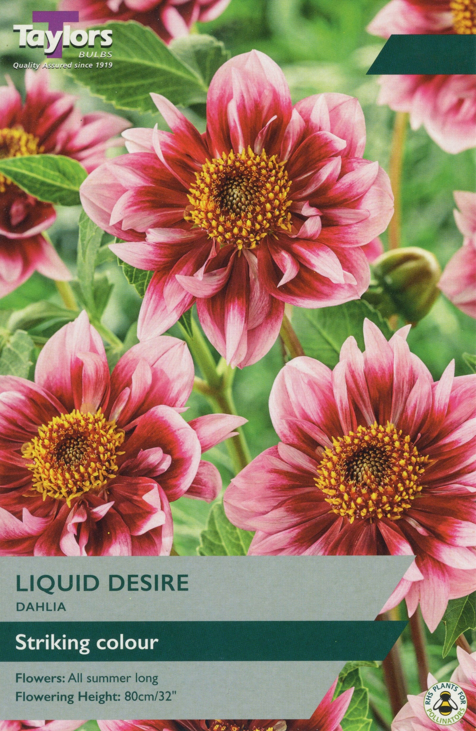 Taylors Flower Bulbs Taylors Dahlia Liquid Desire