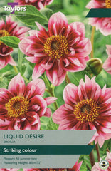 Taylors Flower Bulbs Taylors Dahlia Liquid Desire