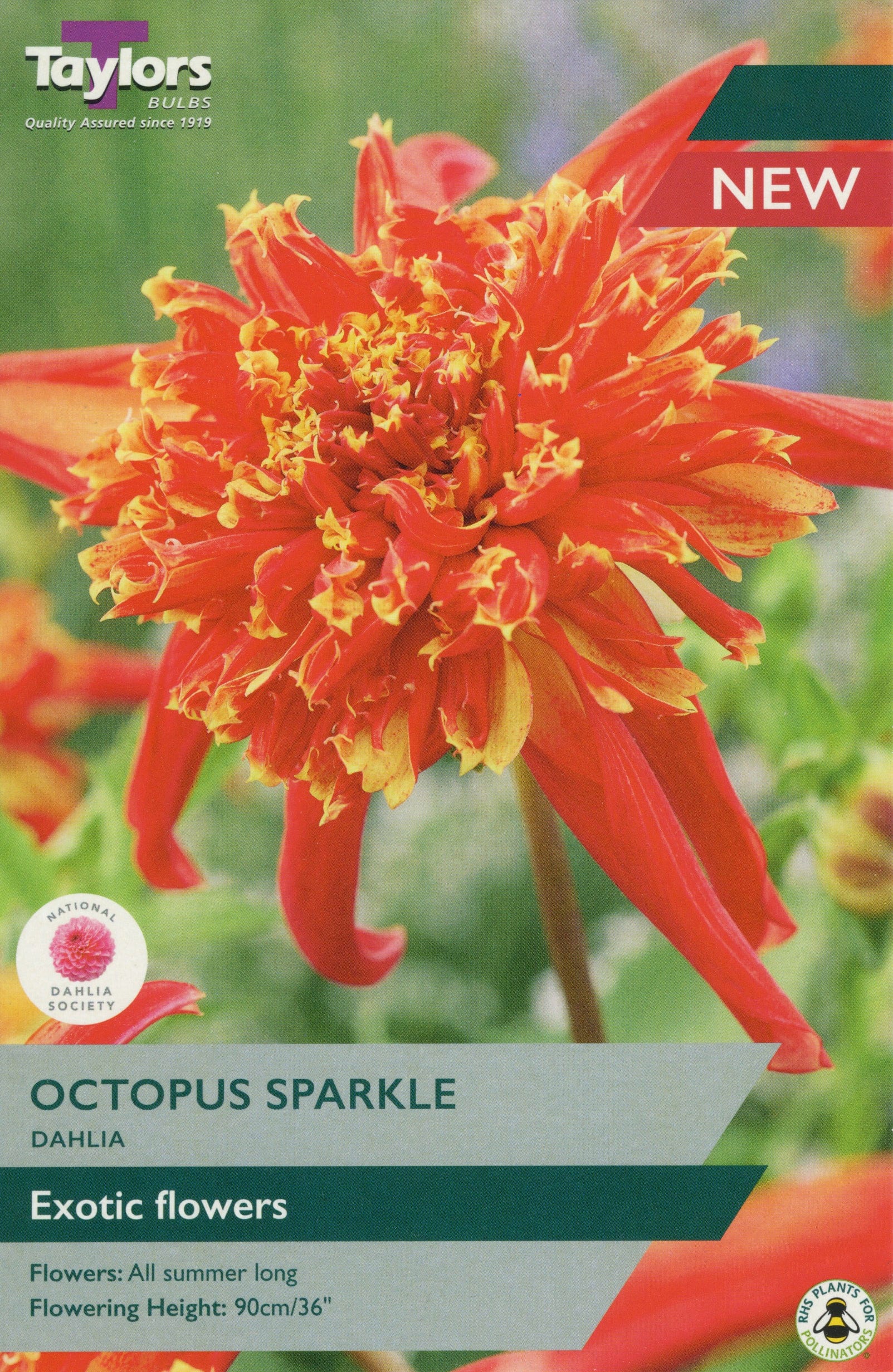 Taylors Flower Bulbs Taylors Dahlia Octopus Sparkle