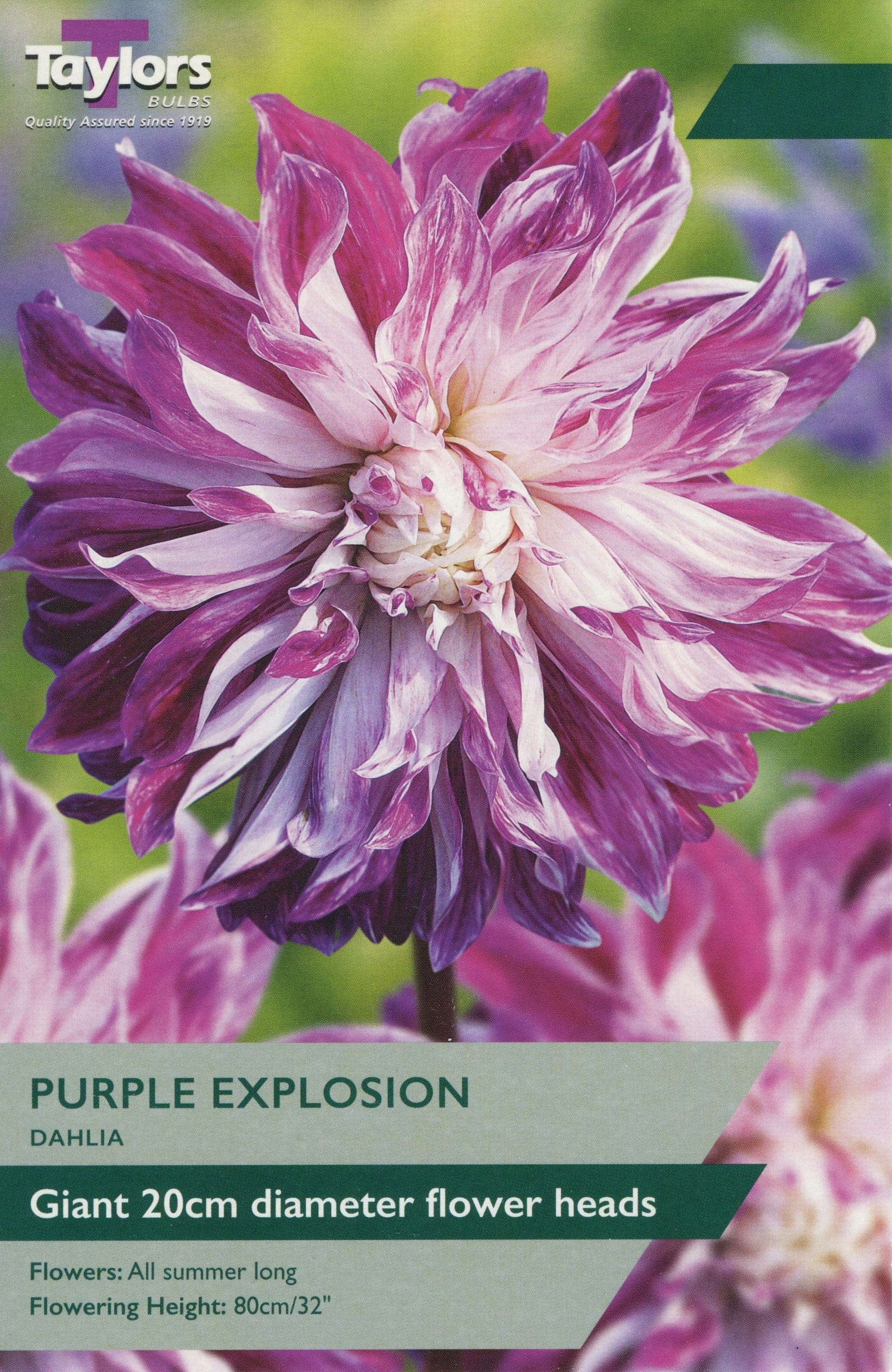 Taylors Dahlia Purple Explosion – Trowell Garden Centre