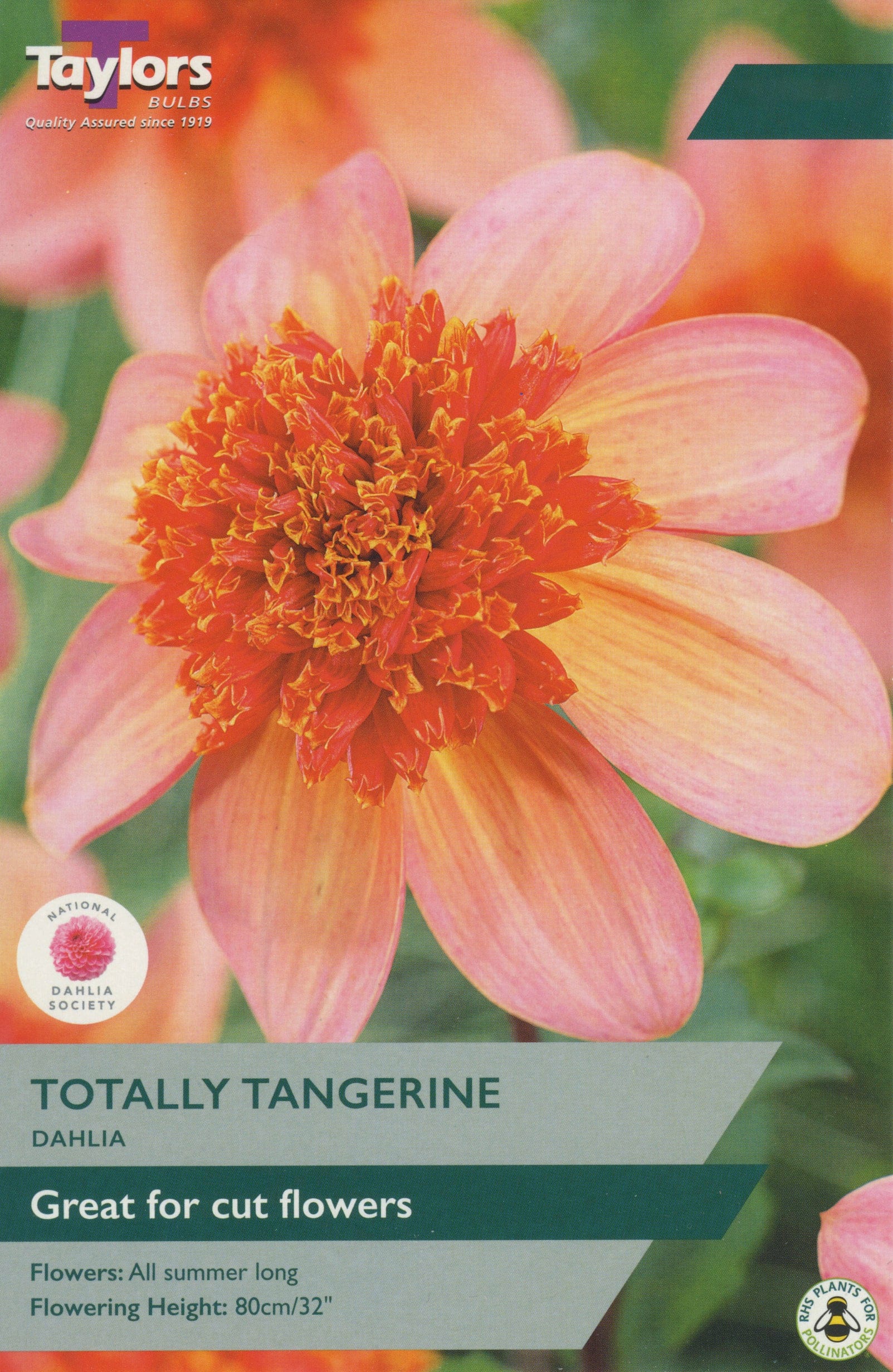 Taylors Flower Bulbs Taylors Dahlia Totally Tangerine