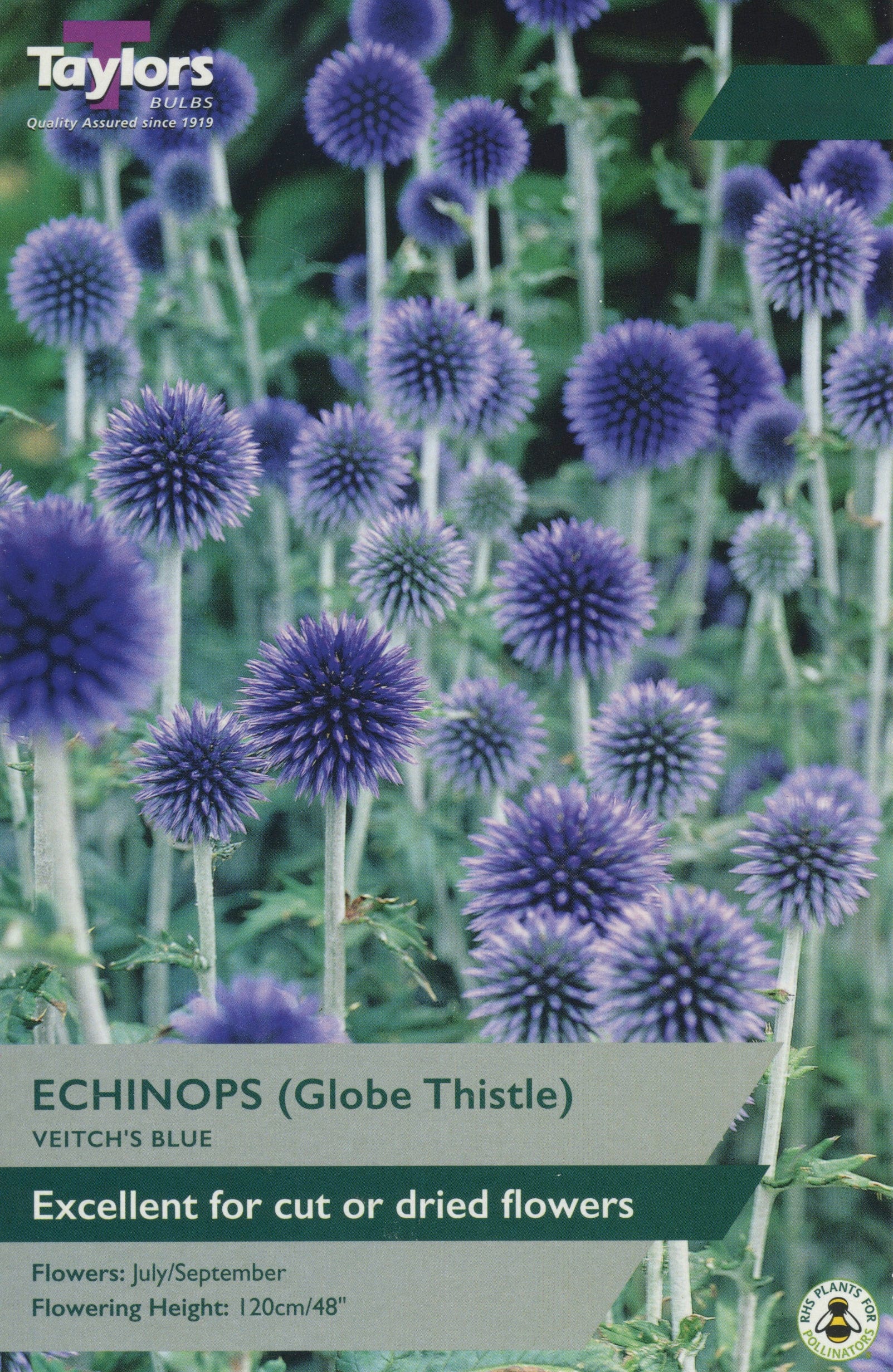 Taylors Flower Bulbs Taylors Echinops Veitch's Blue