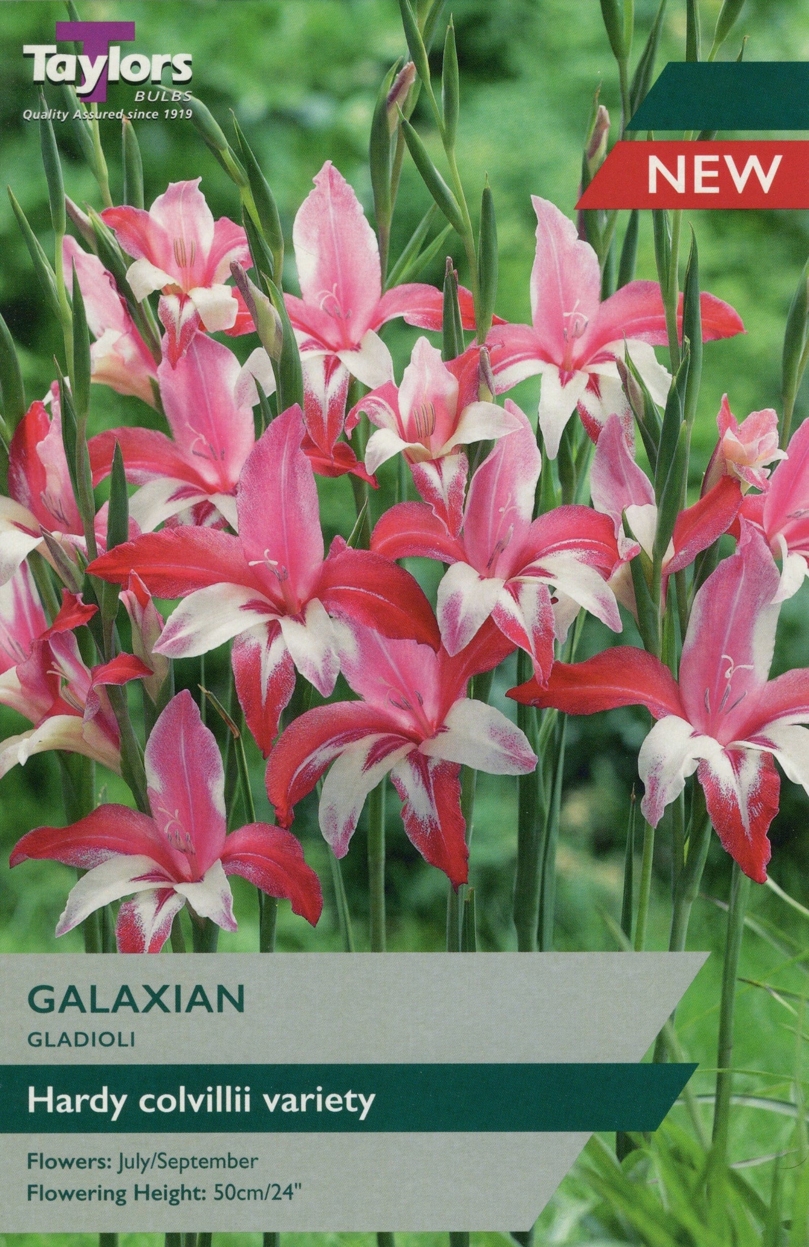 Taylors Flower Bulbs Taylors Gladioli Galaxian