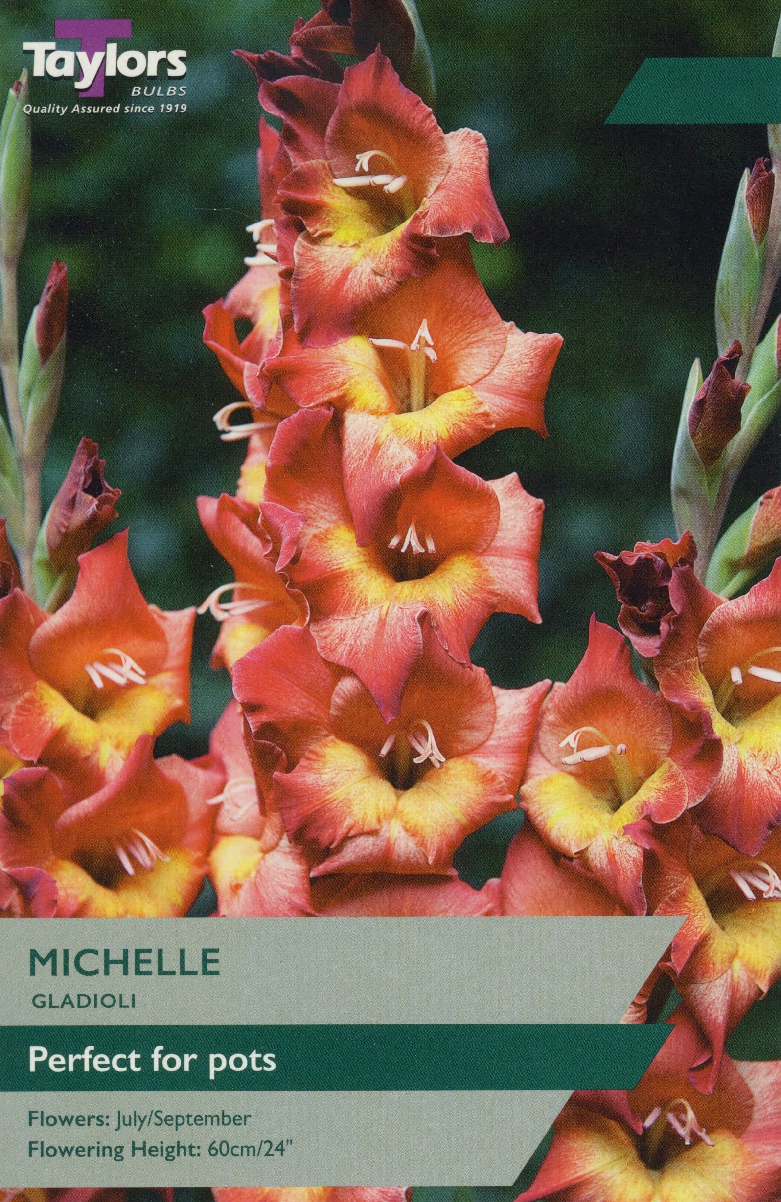 Taylors Flower Bulbs Taylors Gladioli Michelle