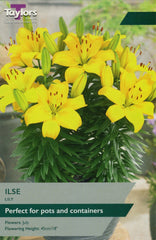 Taylors Flower Bulbs Taylors Lily Ilse