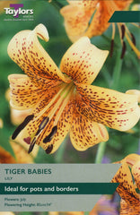 Taylors Flower Bulbs Taylors Lily Tiger Babies