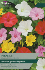 Taylors Flower Bulbs Taylors Mirabilis Jalapa