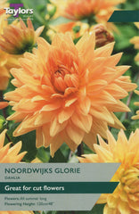 Taylors Flower Bulbs Taylors Noordwijks Glorie