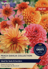 Taylors Flower Bulbs Taylors Peach Dahlia