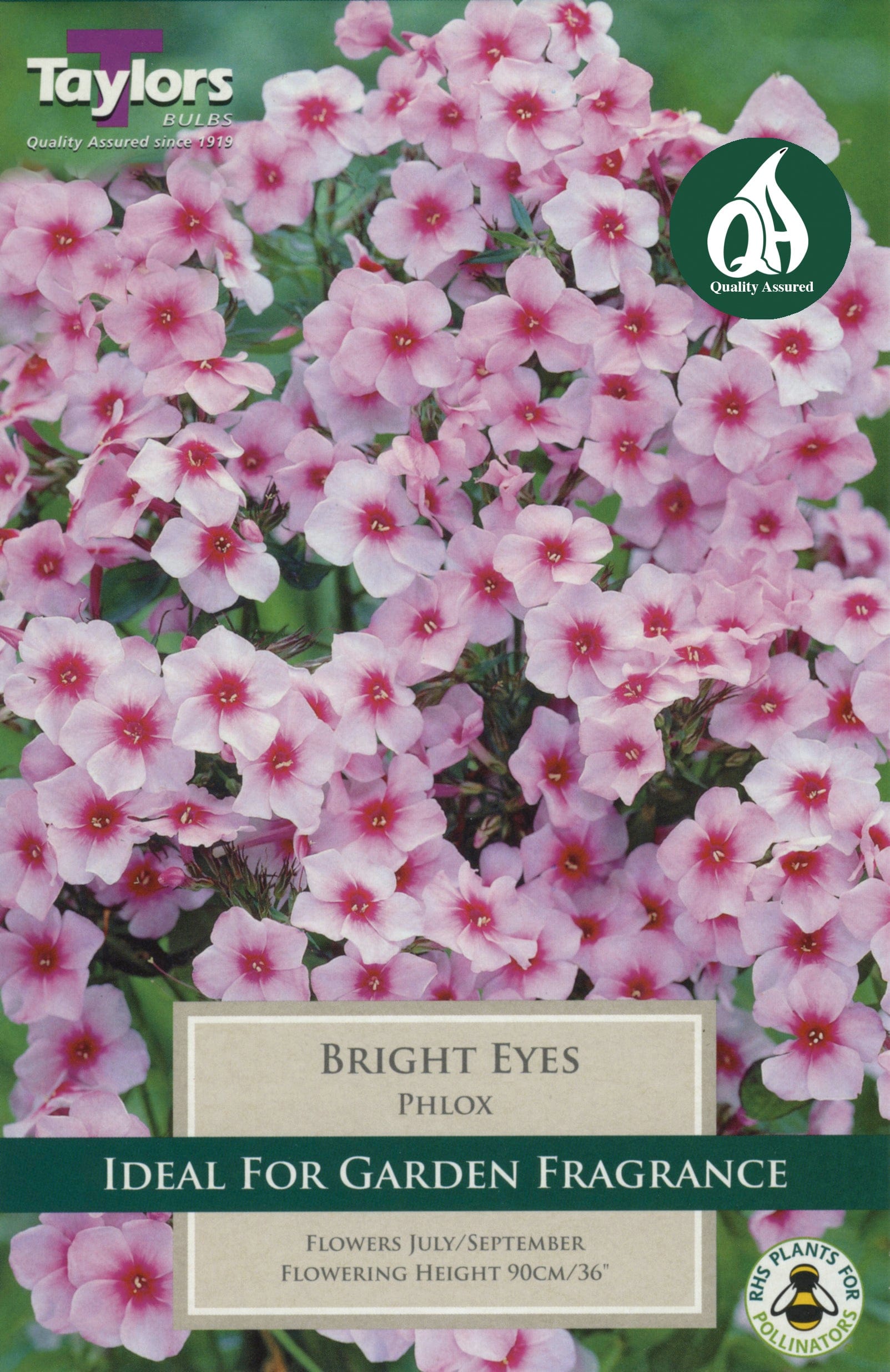 Taylors Flower Bulbs Taylors Phlox Bright Eyes