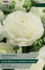 Taylors Flower Bulbs Taylors Ranunculus Snow White