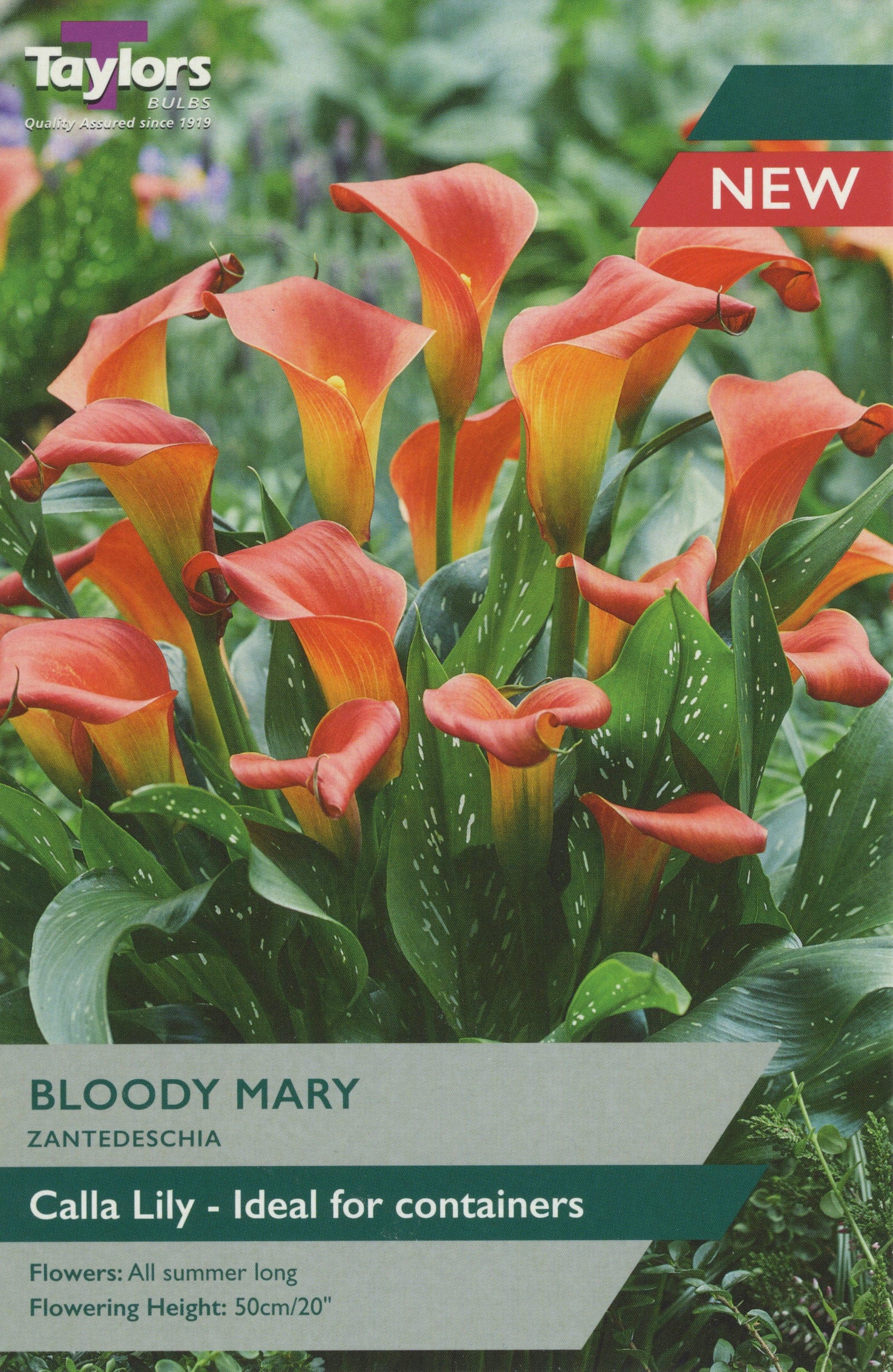 Taylors Flower Bulbs Taylors Zantedeschia Bloody Mary