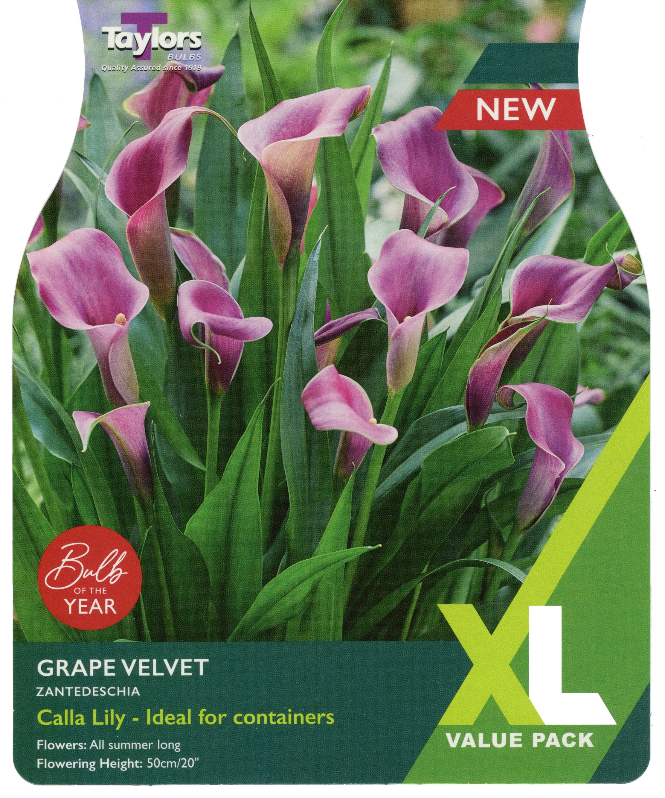 Taylors Flower Bulbs Taylors Zantedschia Grape