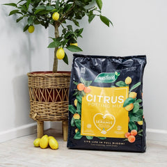 Westland Horticulture Citrus Potting Mix Westland Citrus Potting Mix 10L Peat Free