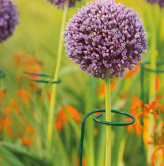 Westland Horticulture plant support Westland Grow It Single Stem Plant Support - 100cm, 3pk