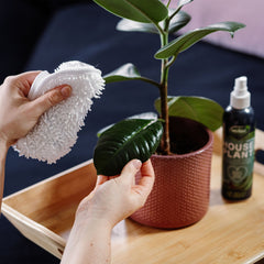 Westland Horticulture Houseplant Feeds Westland Houseplant Mist, Leaf Shine & Strengthener