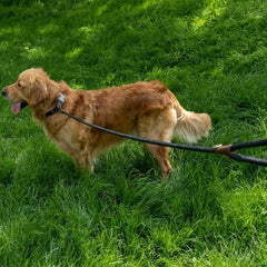 Zoon Dog Collars & Leads Zoon WalkAbout Primo Jet Long Lead