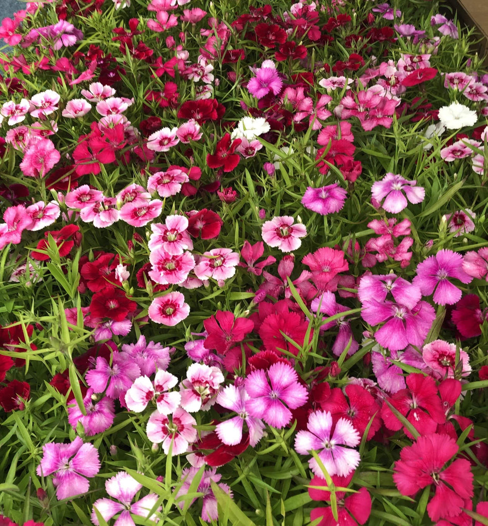 Bedding Plant Dianthus F1 Festival Mixed Strip – Trowell Garden Centre