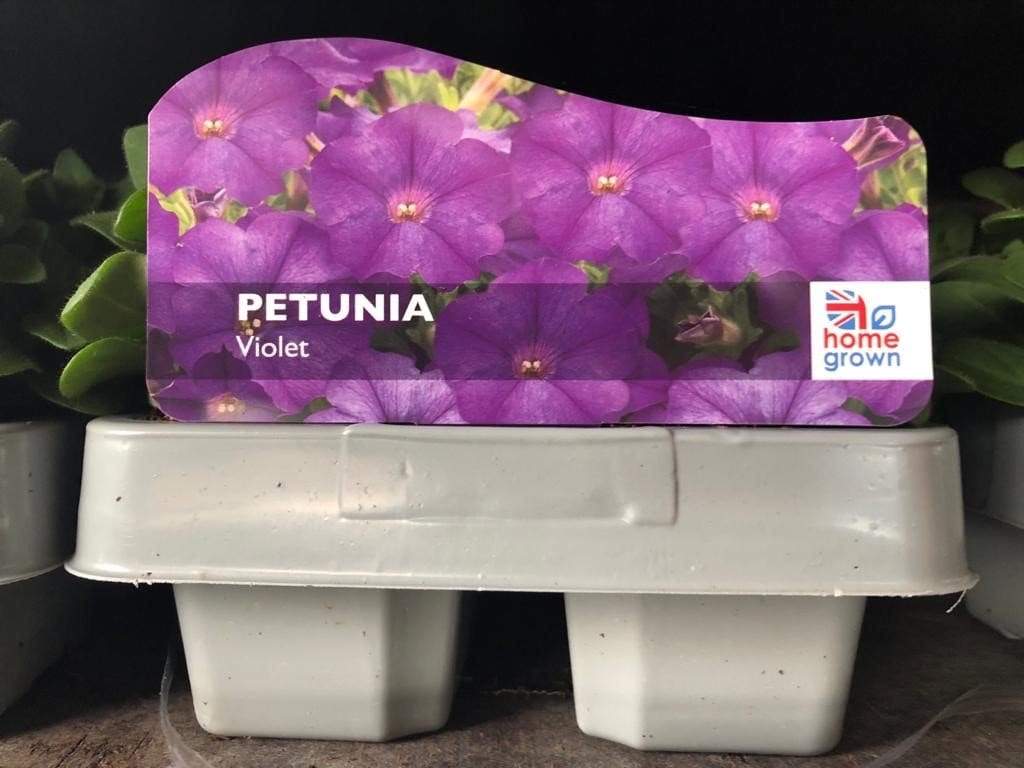 Bedding Plant Petunia Violet Strip Trowell Garden Centre