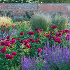 David Austin Roses Darcy Bussell