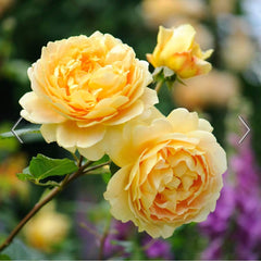 David Austin Roses Golden Celebration