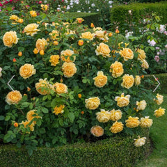 David Austin Roses Golden Celebration