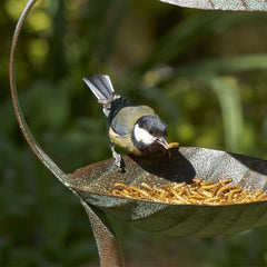 Peckish Mealworm Peckish Mealworms