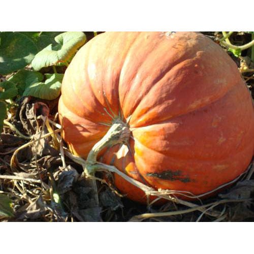 Robinson Seeds Seeds Robinsons Seed Big Max Pumpkin Seed