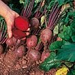 Robinson Seeds Seeds Robinsons Seed Red Ace Beetroot Seed