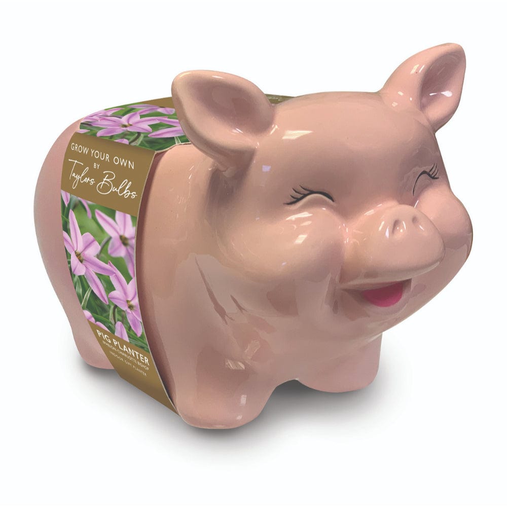 Taylors Flower Bulbs Taylors Bulbs Novelty Pig Planter