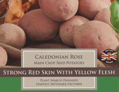 Taylors Seed Potatoes Taylors Main Crop Caledonian Rose Seed Potatoes