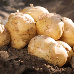 Taylors Taylors Seed Potatoes Second Early Acoustic 10 Tubers