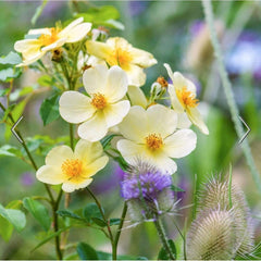 David Austin Roses Tottering-By-Gently