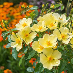 David Austin Roses Tottering-By-Gently